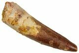 Fossil Spinosaurus Tooth - Real Dinosaur Tooth #329665-1